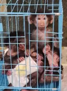 قرد للبيع . بابون