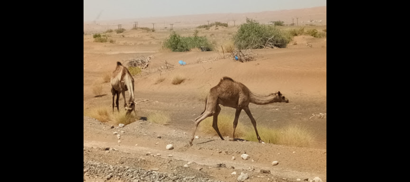 محافظة شمال الشرقية